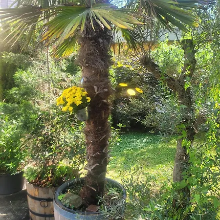 Silva Διαμέρισμα *